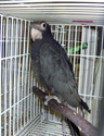 Greater_Vasa_Parrot