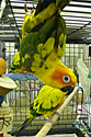 Sun_Conures