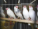 White_and_Pied_Javas